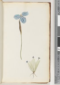 Side 13. Uidentificeret plante af Unknown artist