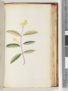 Side 140. Uidentificeret blomst, oktober 1794 af Unknown artist