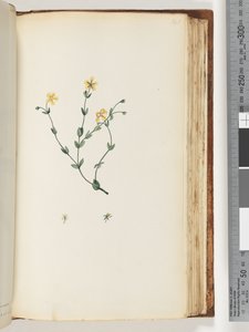 Page 141. Unidentified plantdani af Unknown artist