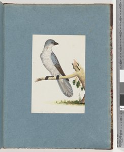 Side 145. Uidentificeret fugl af Unknown artist