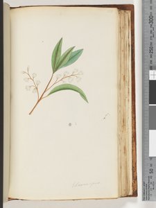 Side 150. Elaeocarpus af Unknown artist