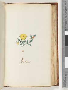 Side 153. Uidentificeret plante af Unknown artist