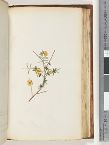 Side 155. Uidentificeret plante af Unknown artist