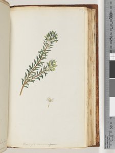 Side 159. Westringea rosmariniformis af Unknown artist
