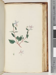 Side 160. Uidentificeret plante af Unknown artist