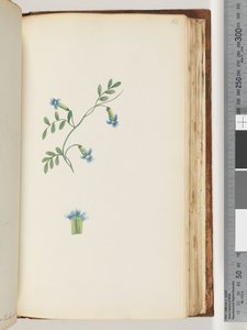 Side 164. Uidentificeret slyngplante af Unknown artist