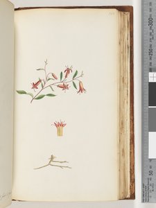 Page 166. Unidentified plantdani af Unknown artist