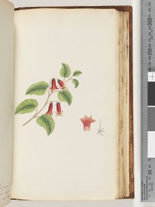 Side 169. Unavngivet Blomstrende Plante af Unknown artist