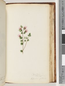 Side 170. Decandria monogynia. Kalmoides af banker af Unknown