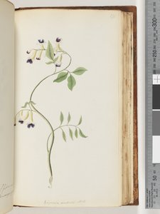 Side 171. Bignonia australis H.K af Unknown artist