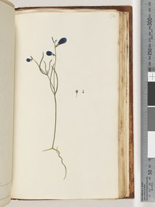 Side 174. Uidentificeret plante af Unknown artist