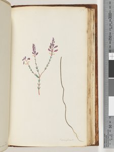 Side 175. Comasperni af Unknown artist