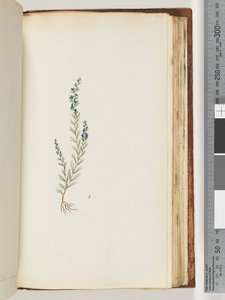 Side 176. Uidentificeret plante af Unknown artist