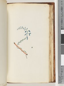 Side 177. Uidentificeret plante af Unknown artist