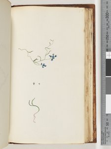 Page 178. Unidentified plantdani af Unknown artist