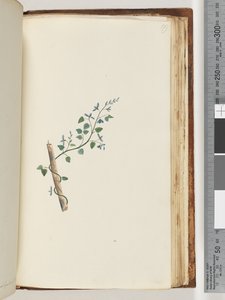 Side 179. Uidentificeret plante af Unknown artist