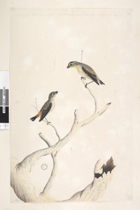 Side 17. Pardalotus. langs overkanten i forskellig hånd august. Begge tegnet naturlig størrelse. tilføjet i tredje hånd og formodes at være af en anden art Plettet Pardalote og øststribet Pardalote Pardalotus punctatus og Pardalotus striatus Pardalotus orn af Unknown artist