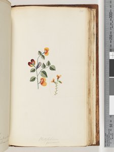Side 180. Platylobium formosum / Smuk Fladært af Unknown artist