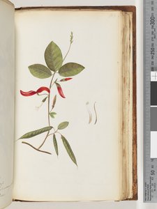Side 183. Uidentificerede planter af Unknown artist