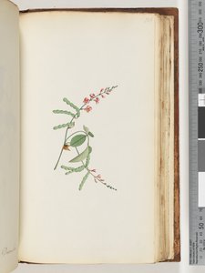 Side 186. Blomstrende Plante, en Krybe af Unknown artist