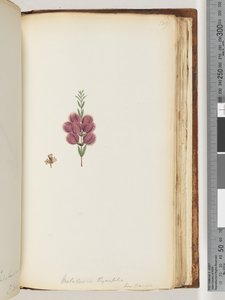 Side 189. Melaleuca thymifolia. Lin: Transac af Unknown artist