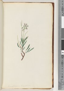 Side 18. Conospermum longifolium Lange, blade Keglefrø af Unknown artist