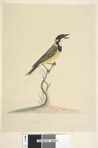 Side 18. Naturlig størrelse Golden Whistler Pachycephala pectoralis, han, 1791-92 af Unknown artist