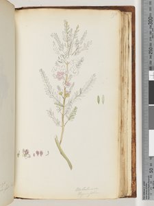 Page 190. Melaleuca thymifolia / Thyme Honey, myrtledani af Unknown artist