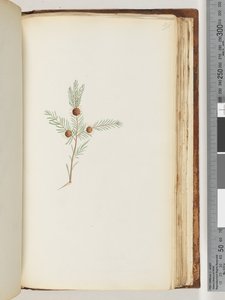 Side 191. Uidentificeret plante af Unknown