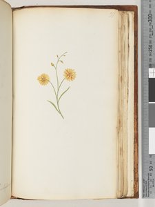 Side 197. Uidentificeret plante af Unknown