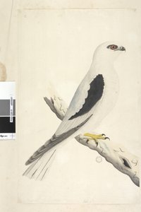 Side 1. Falco, set i Augustat nederst til venstre i anden hånd August naturlig størrelse. Sort, skulderdrage Elanus axillaris Elanus notatus, 1791-92 af Unknown artist