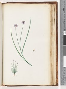 Page 201. Unidentified plantdani af Unknown artist
