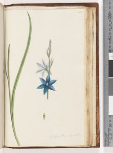Page 204. Thelymitra ixiodes / Spotted Sun Orchiddani af Unknown artist