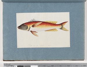Side 20. Uidentificeret fisk af Unknown artist