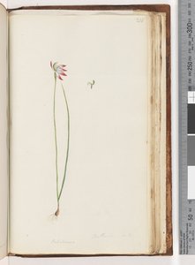 Arethusa virkelig? / Caladenia af Unknown artist