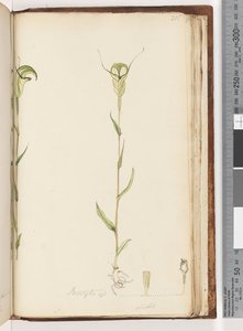 Page 215. Pterostylis op / viridisdani af Unknown artist