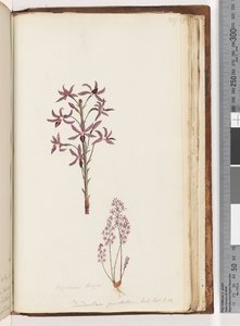 Page 217. Dipodium Brown / Dendrobium punctatum. Exot. Bot. t 12. Hyacinth Orchiddani af Unknown artist