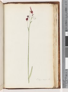 Page 218. Caleya major Br. Flying Duck Orchiddani af Unknown artist