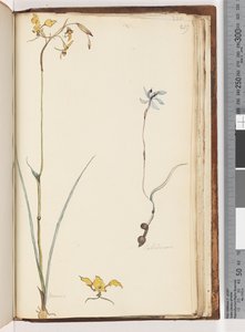 Side 219. Caladenia / Diuris to planter af Unknown artist