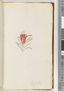 Page 21. Lambertia formosa / Mountain Devildani af Unknown artist