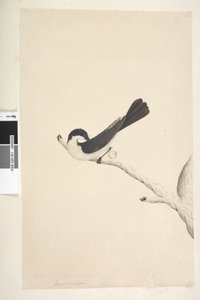 Side 21. Musciopa. ovenstående titel i anden hånd juni. Naturlig størrelse Restless Fluesnapper Myiagra inquieta Seisura inquieta, 1791-92 af Unknown artist