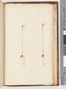 Side 220. Enochelus ? af Unknown