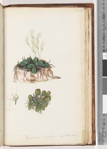 Side 223. Dendrobium linguiforme Exot. Bot. t. 11 Tungeorkidé af Unknown artist