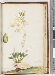 Side 224. Dendrobium speciosum / Klippeorkidé af Unknown artist