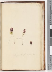 Side 226. Corysanthes fimbriata Br / Fringed Helmet Orchid af Unknown artist