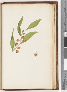 Side 227. Uidentificeret plante af Unknown