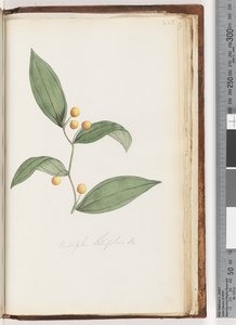 Side 228. Eustrephus latifolius Br. Wombat Berry af Unknown artist