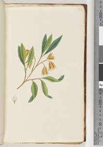 Page 22. Unidentified plantdani af Unknown artist