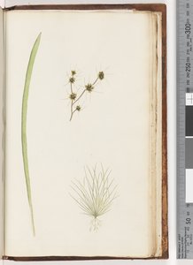Side 234a. 1/4 Uidentificeret plante af Unknown artist