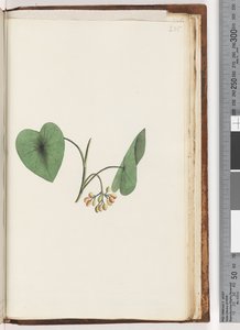 Page 235. Unidentified plantdani af Unknown artist